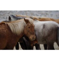 Pentax 70-200mm F2.8 D FA ED DC AW Lens -Camera Gear Store 21330 7