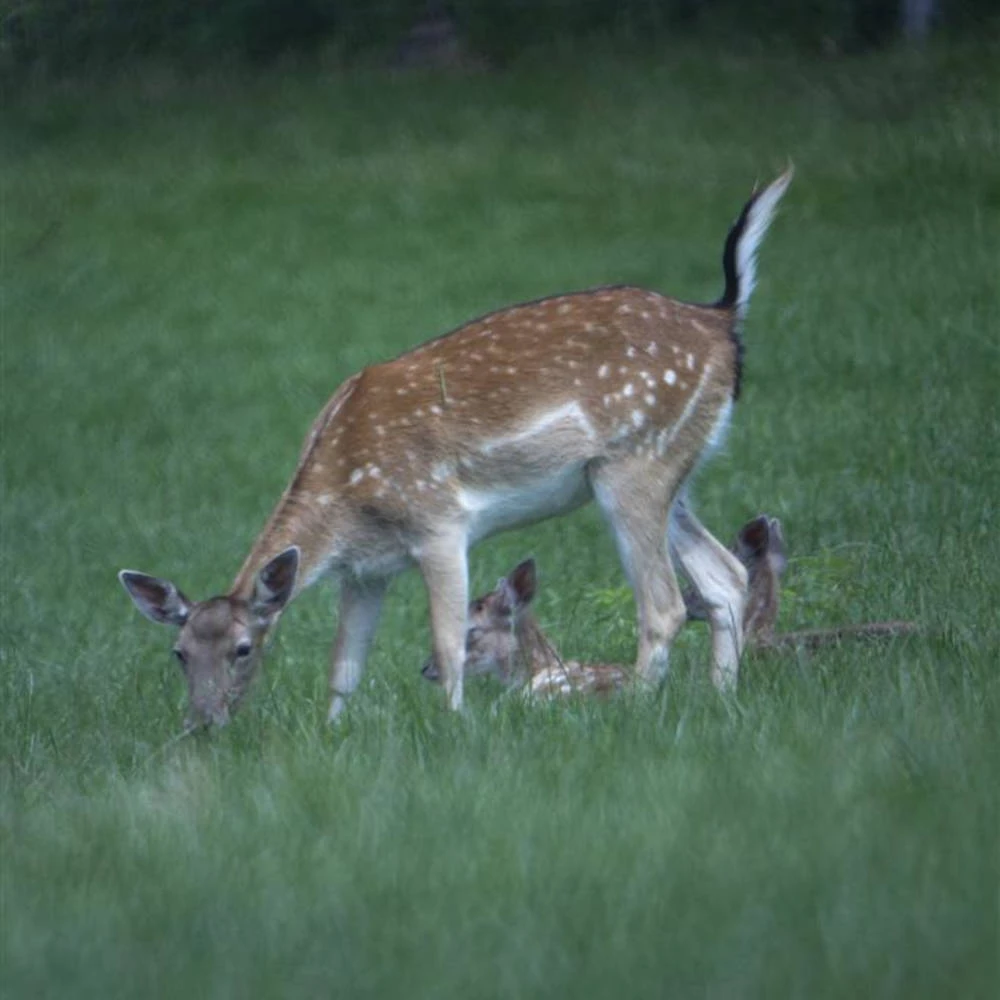 Danubia Telephoto F8.0 500mm Mirror Lens T2 Mount 9 Danubia Telephoto F8.0 500mm Mirror Lens T2 Mount - Image 9