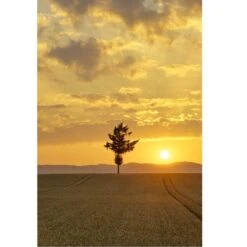 Sigma 85mm F1.4 Art L-Mount Lens DG DN -Camera Gear Store 322969 4