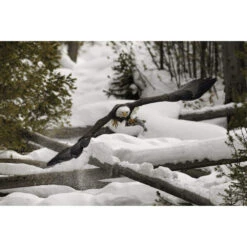 Canon RF 800mm F5.6 L IS USM RF Lens 14 Canon RF 800mm F5.6 L IS USM RF Lens -Camera Gear Store 5055C005AA 5