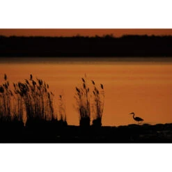 Canon RF 800mm F5.6 L IS USM RF Lens 15 Canon RF 800mm F5.6 L IS USM RF Lens -Camera Gear Store 5055C005AA 6