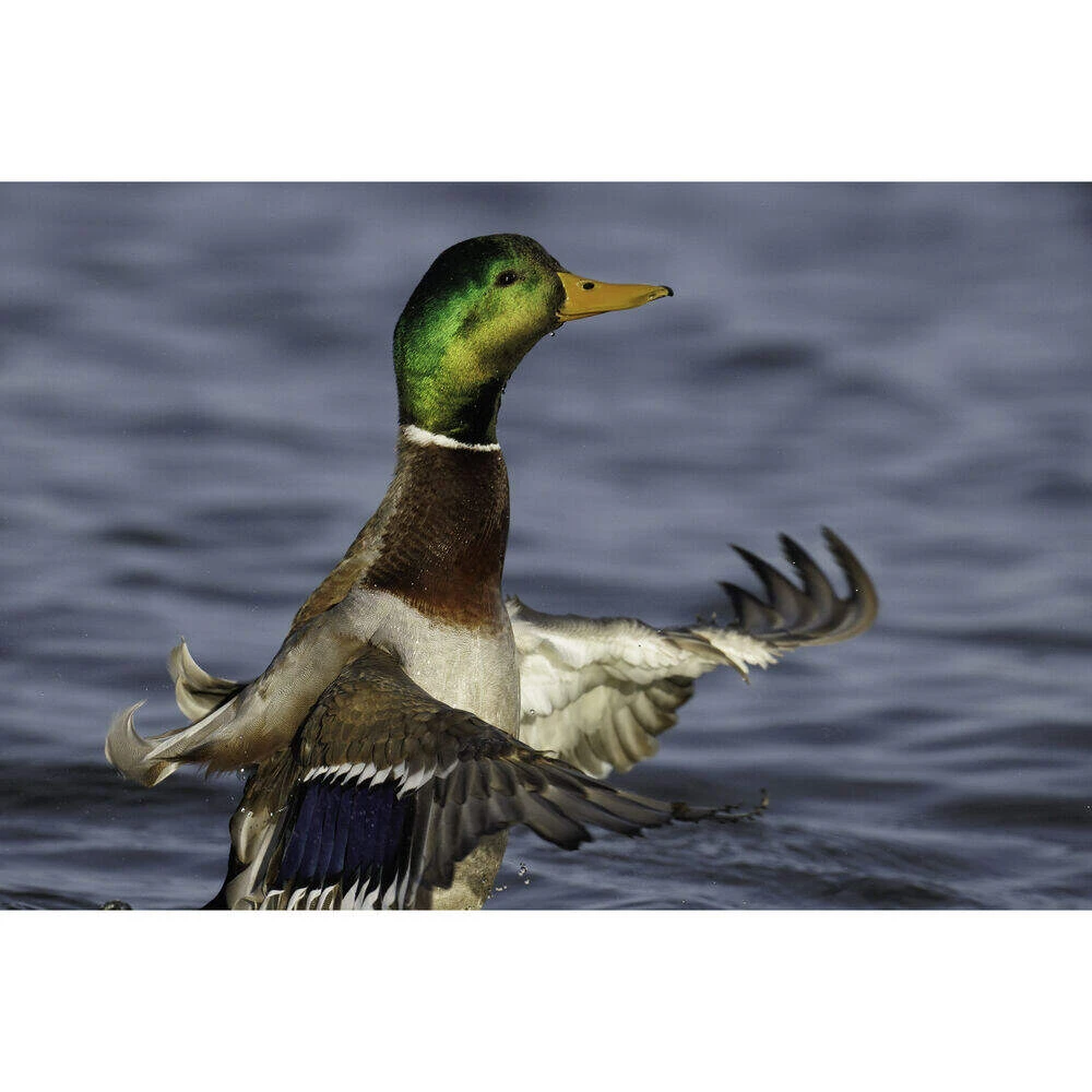 Canon RF 800mm F5.6 L IS USM RF Lens 8 Canon RF 800mm F5.6 L IS USM RF Lens - Image 8