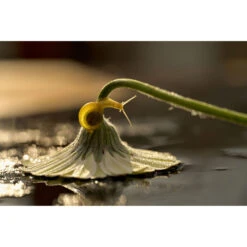 Nikon Z 105mm Macro F2.8 VR MC S Nikkor Z Lens -Camera Gear Store JMA602DA 6